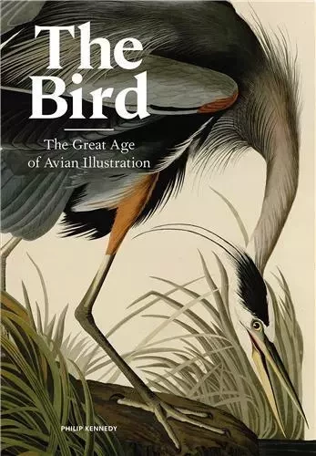 The Bird The Great Age of Avian Illustration /anglais -  KENNEDY PHILIP - LAURENCE KING