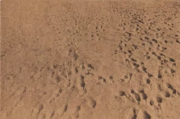 Beach Pictures, 1969-70 Anthony Hernandez /anglais