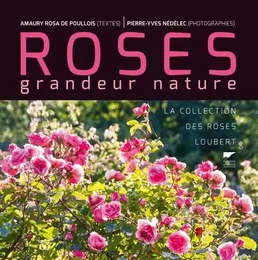 Botanique Roses grandeur nature