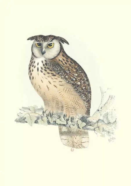 Carnet - Oiseaux de l’Himalaya - Notes et Lectures - John GOULD, Elizabeth GOULD - RELIEFS