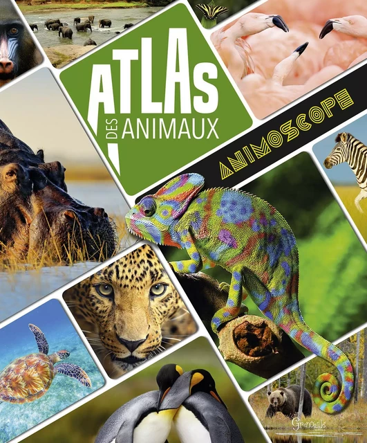 Atlas des animaux - VIRGINIE JOBE-TRUFFER - GRENOUILLE