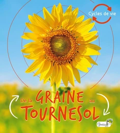 De la graine au tournesol