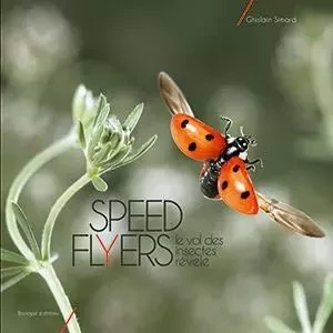 Speed flyers le vol des insectes révélé - Ghislain Simard - BIOTOPE