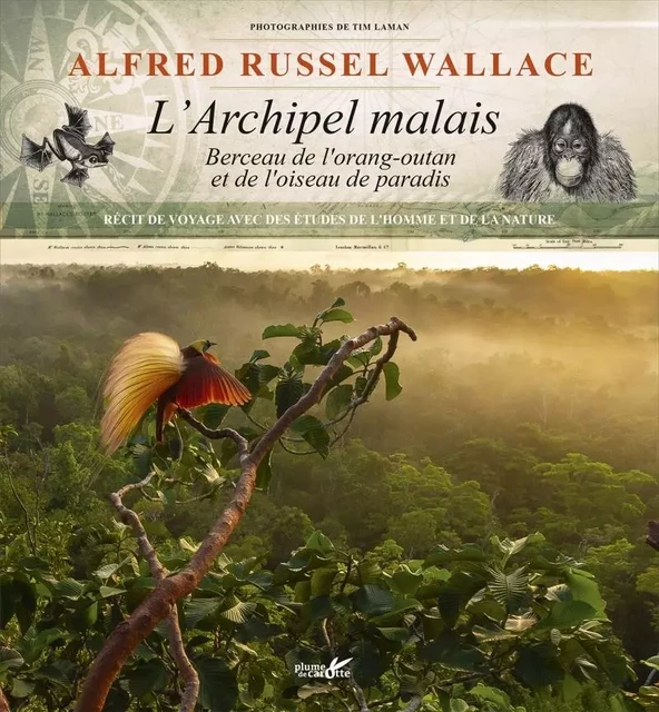 L'archipel malais - Berceau de l'orang-outan et de l'oiseau - Alfred Russel Wallace, Tim LAMAN - PLUME CAROTTE