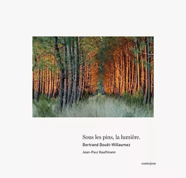 Sous les pins, la lumière -  - CONTREJOUR