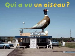 Qui A Vu Un Oiseau ?