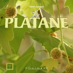 Le platane