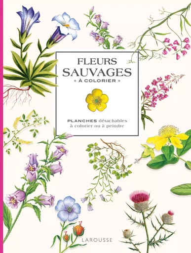 Fleurs sauvages à colorier -  - LAROUSSE