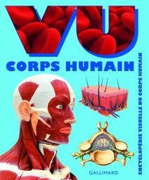 VU Corps humain