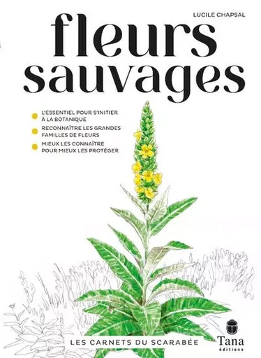 Les carnets du scarabée - Fleurs sauvages - Lucile Chapsal - edi8