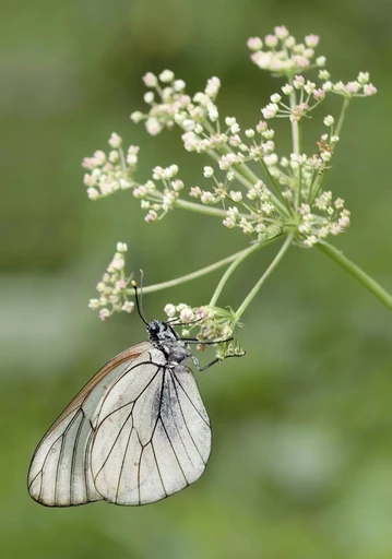 CARNET DE PHOTOGRAPHES   MACROPHOTOGRAPHIE -  SIMARD GHISLAIN - EYROLLES