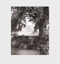 Robert Adams Cottonwoods /anglais