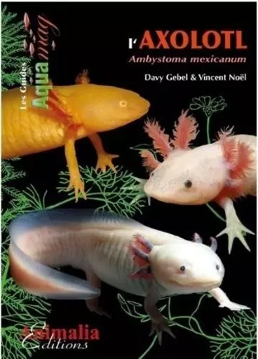 L'axolotl - ambystoma mexicanum -  - ANIMALIA