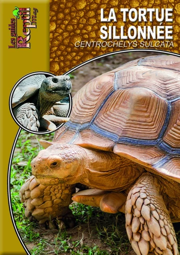 La tortue sillonnée - centrochelys sulcata -  - ANIMALIA