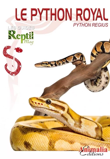 Le python royal - Python regius -  - ANIMALIA