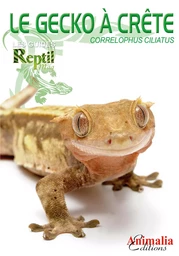 Le gecko à crête de Nouvelle-Calédonie - Correlophus, anc. Rhacodactylus ciliatus