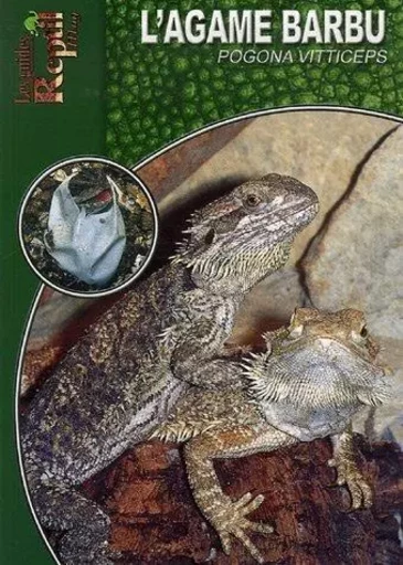 L'agame barbu - Pogona vitticeps - Andree Hauschild - ANIMALIA