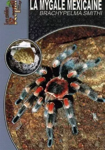 La mygale mexicaine - Brachypelma Smithi -  - ANIMALIA