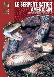 Les serpents-ratiers à queue lignée - Orthriophis taeniurus, Elaphe taeniura