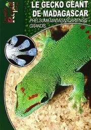 Le gecko géant de Madagascar - Phelsuma madagascariensis grandis