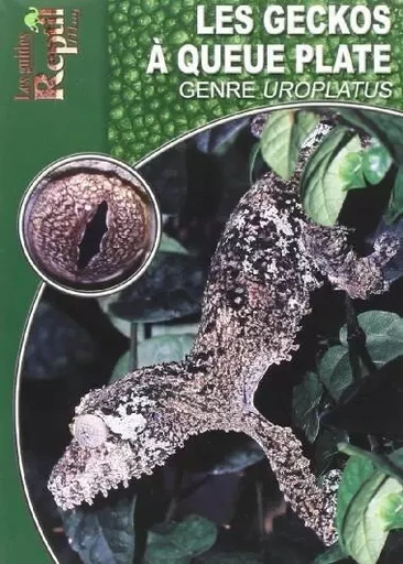 Les geckos à queue plate - le genre uroplatus -  - ANIMALIA