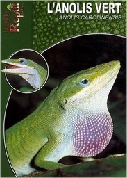 L'anolis vert - Anolis Carolinensis