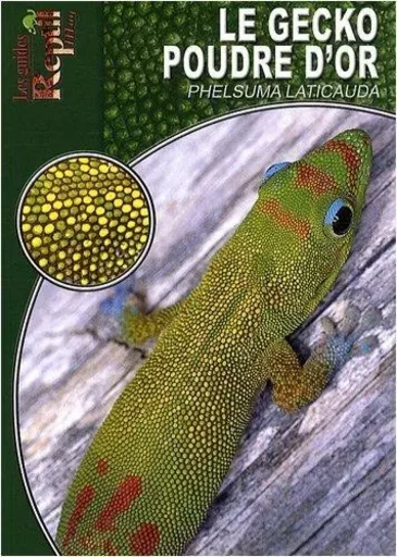 Le gecko poudre d'or - phelsuma laticauda -  - ANIMALIA