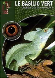 Le basilic vert - Basiliscus plumifrons